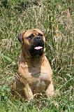 BULLMASTIFF 307